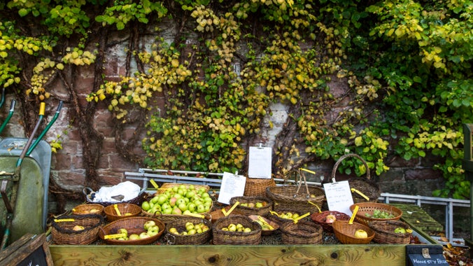 Baskets of apples from Acorn Bank's orchards displayed beside a stone wall covered with climbing plants.